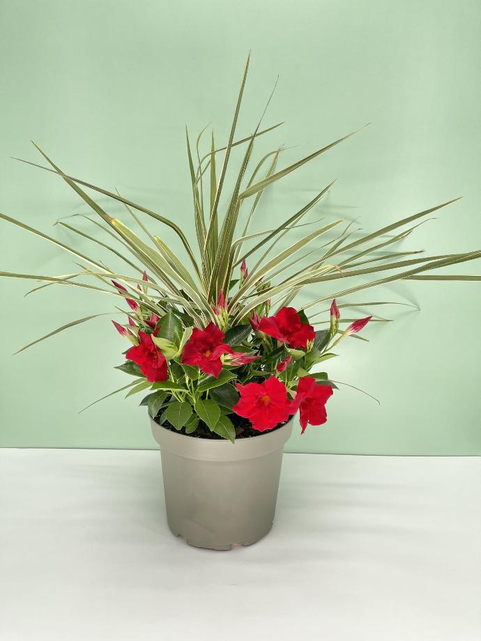 Dipladenia Garden Container
