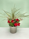 Dipladenia Garden Container