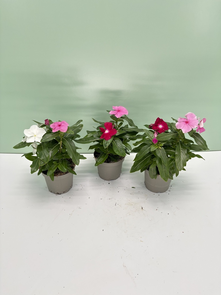 Vinca cespuglio altezza 25 cm, 3 piante