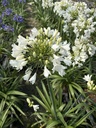 Agapanthus altezza 60 cm