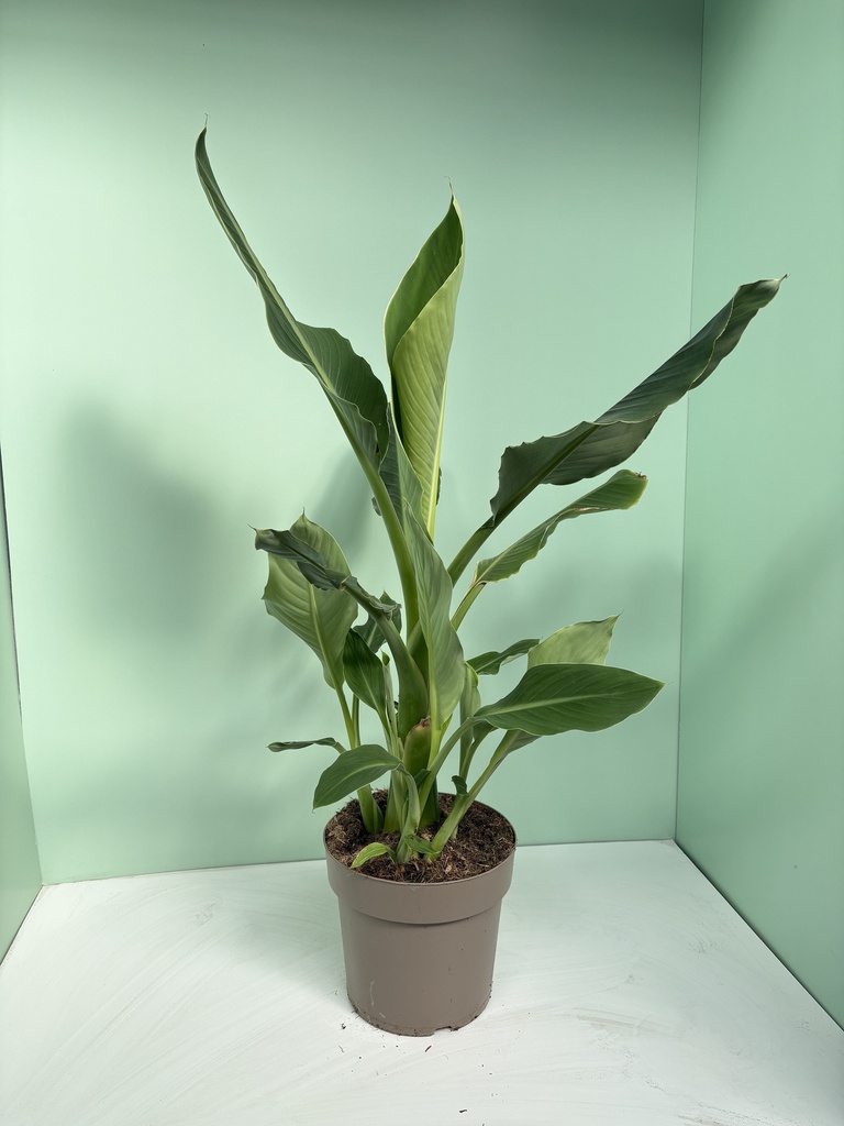 Musella lasiocarpa - Banano nano altezza 110 cm