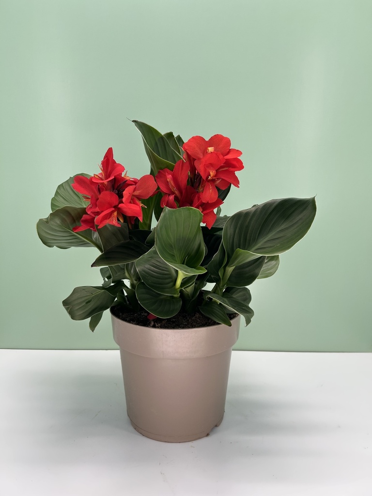 Canna 'Cannova' altezza 70 cm