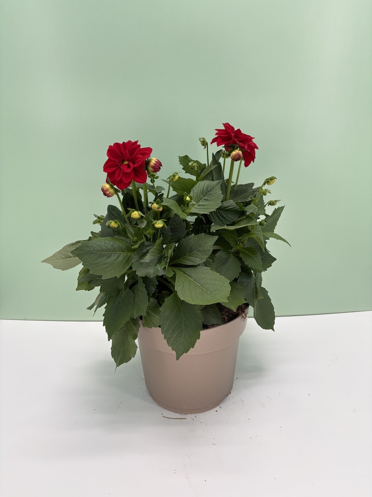 Dahlia cespuglio altezza 60 cm