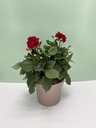 Dahlia cespuglio altezza 60 cm
