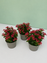 Vinca Soiree cespuglio altezza 25 cm, 3 piante
