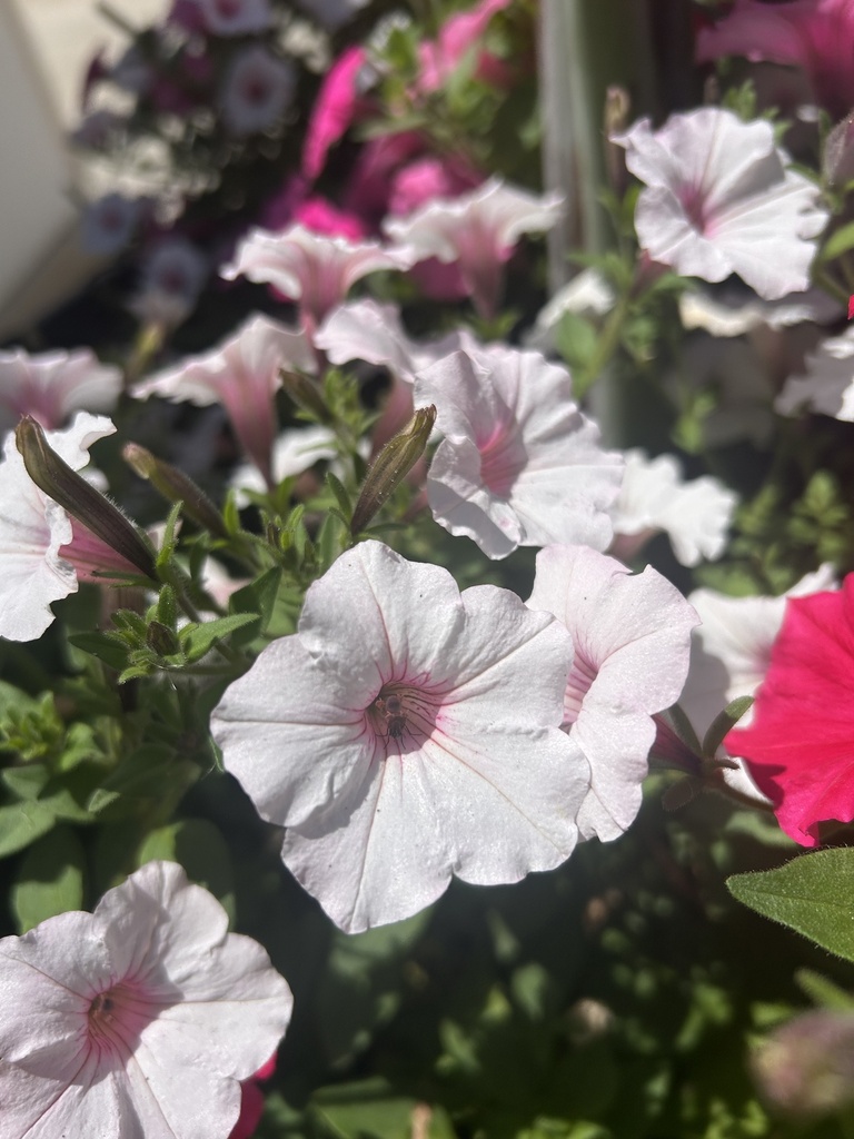Petunia Vista cespuglio altezza 25 cm, 3 piante