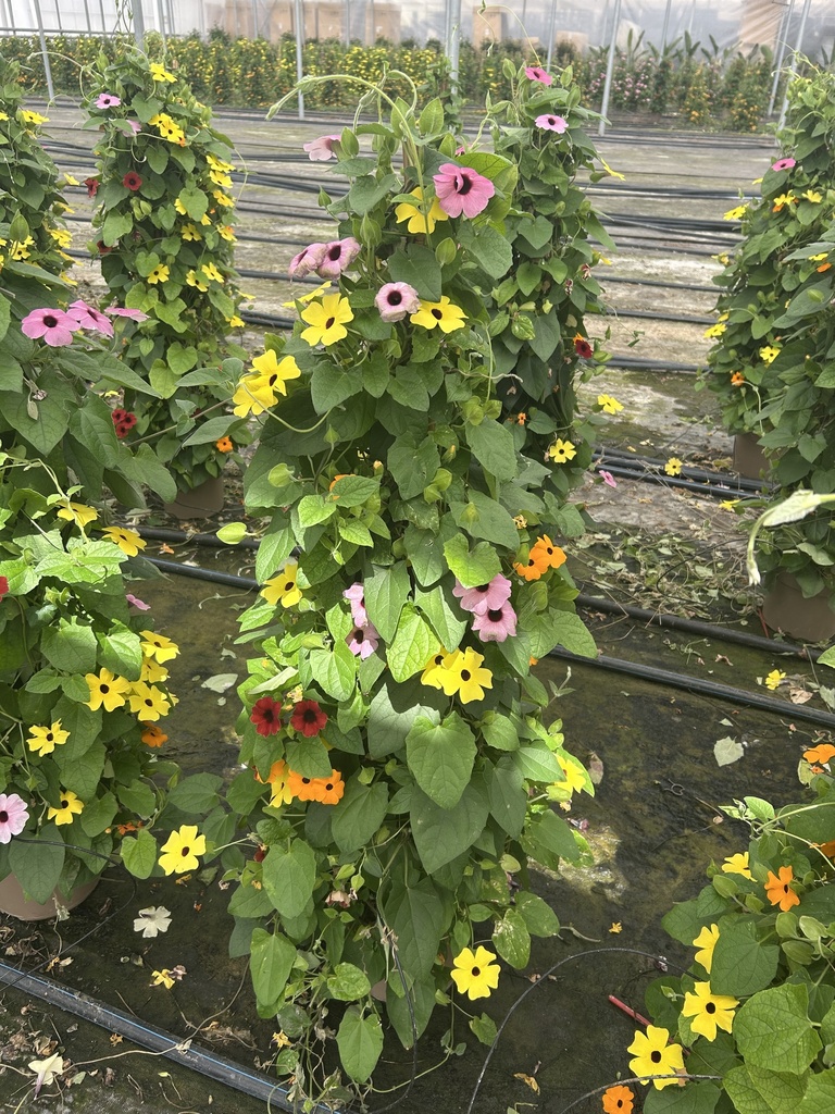 Thunbergia Multicolor piramide altezza 110 cm