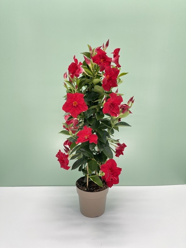 Dipladenia piramide altezza 70 cm