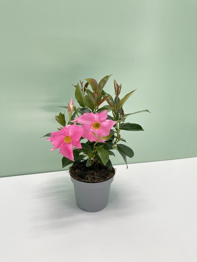 Dipladenia cespuglio altezza 25 cm, 3 piante