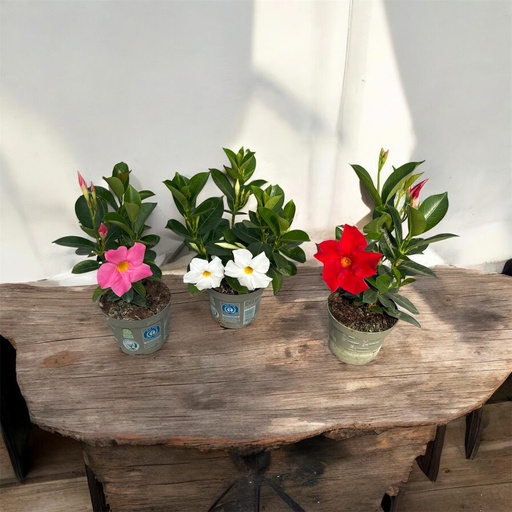 Dipladenia cespuglio altezza 25 cm, 3 piante