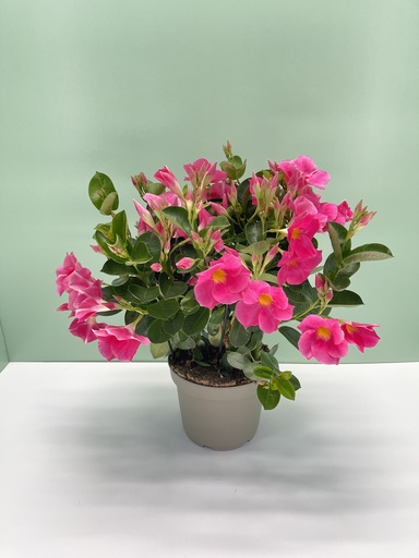 Dipladenia cespuglio altezza 45 cm