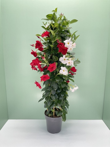 Dipladenia piramide altezza 110 cm