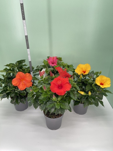 Ibisco cespuglio altezza 50 cm