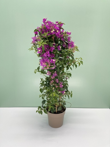 [GBOU17] Bougainvillea piramide altezza 70 cm
