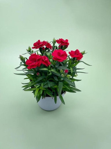 Garofano 'Oscar®' cespuglio altezza 25 cm, 3 piante