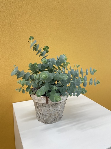 [GEUCB12] Eucalipto 'Baby Blue' cespuglio altezza 25 cm, 3 piante