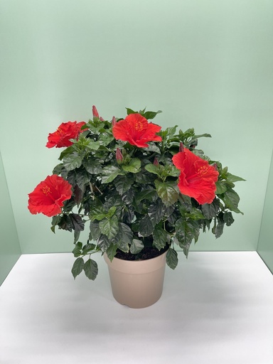 Ibisco cespuglio altezza 70 cm