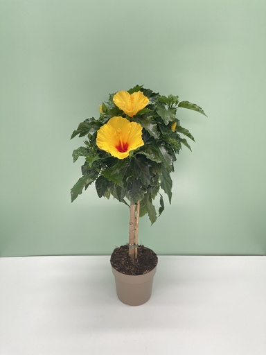 Ibisco alberello altezza 70 cm