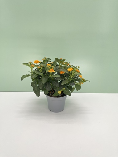 Lantana cespuglio altezza 25 cm, 3 piante