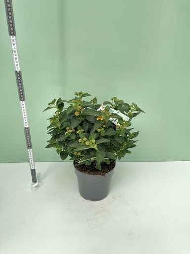 Lantana cespuglio altezza 45 cm