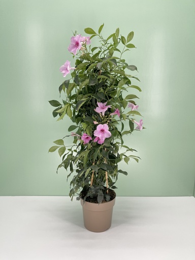 [GPANP17] Pandorea jasminoides piramide altezza 70 cm