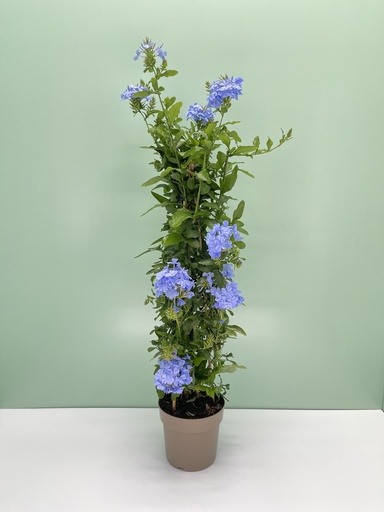 [GPLUP17] Plumbago capensis piramide altezza 70 cm