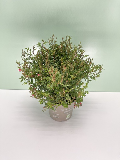 [GROSB17L] Rosa 'Lilly rose' cespuglio altezza 45 cm