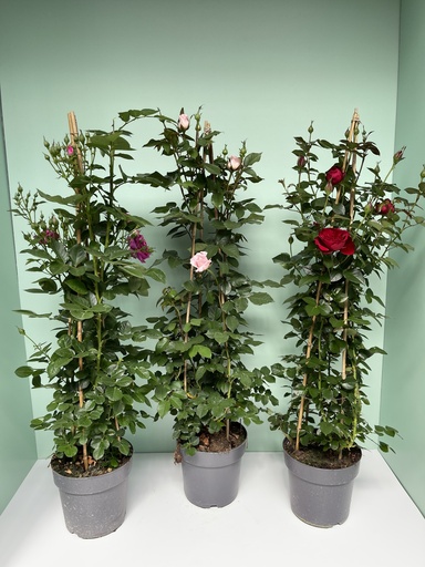 Rosa rampicante piramide altezza 110 cm
