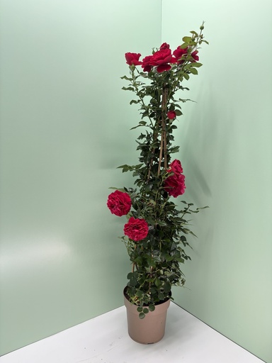Rosa rampicante piramide altezza 110 cm