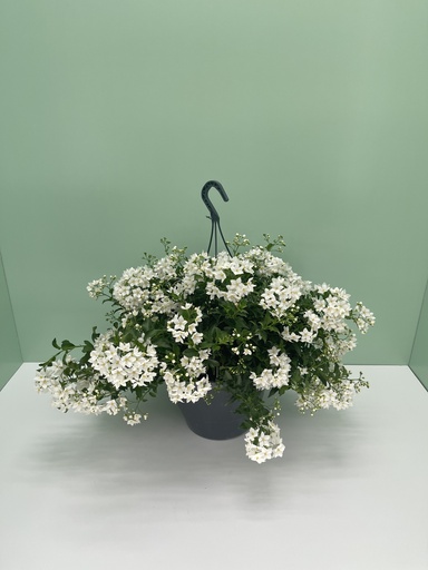 [GSOLJB27] Gelsomino di notte basket altezza 45 cm