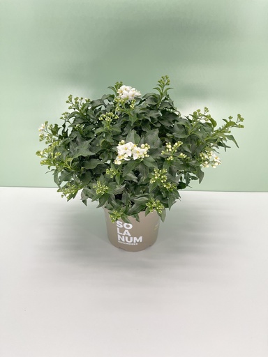 [GSOLJB17] Gelsomino di notte cespuglio altezza 45 cm