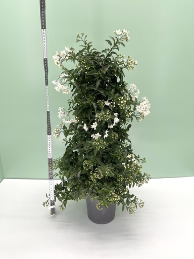 [GSOLJP17] Gelsomino di notte piramide altezza 70 cm