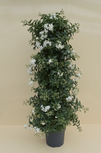 [GSOLJP21] Gelsomino di notte piramide altezza 110 cm