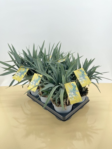 Dianella revoluta altezza 45 cm