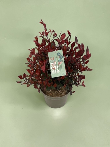 [GPHO26LR] Photinia 'Little Red Robin' altezza 70 cm