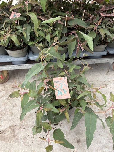 [GEUCB17CIT] Eucalipto citronella altezza 45 cm