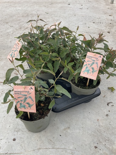 [GEUCB17CIT] Eucalipto citronella altezza 45 cm