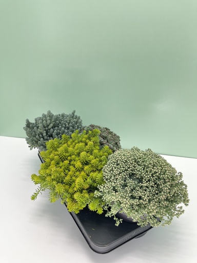 Sedum Mix altezza 35 cm