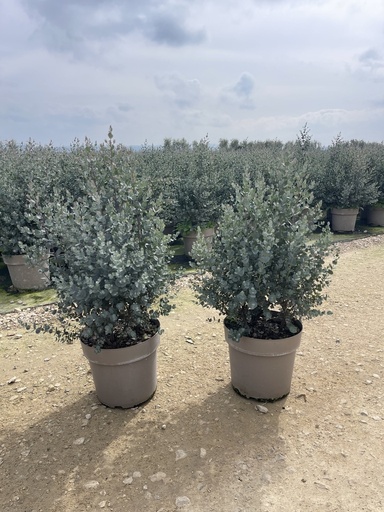 Eucalipto gunnii cespuglio altezza 70 cm