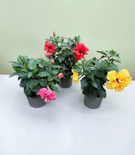 Ibisco Fiore Doppio cespuglio altezza 50 cm