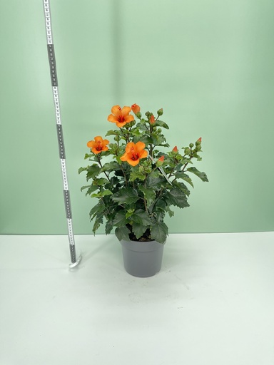 [GHIBB17PO] Ibisco Petit Orange cespuglio altezza 50 cm