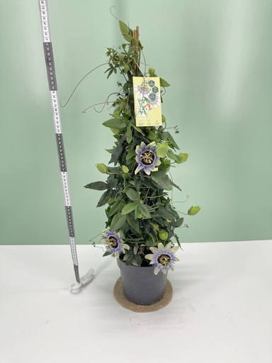 Passiflora piramide altezza 70 cm
