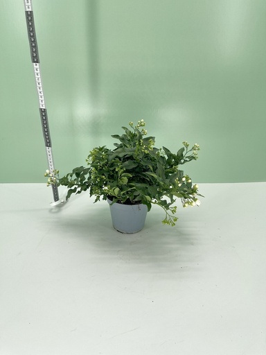 [GSOLJB12] Gelsomino di notte cespuglio altezza 25 cm, 3 piante