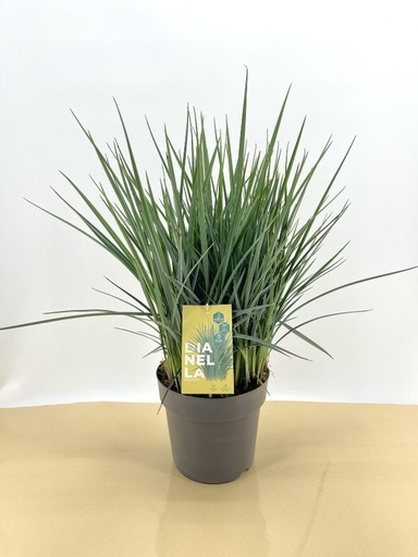 Dianella revoluta altezza 70 cm