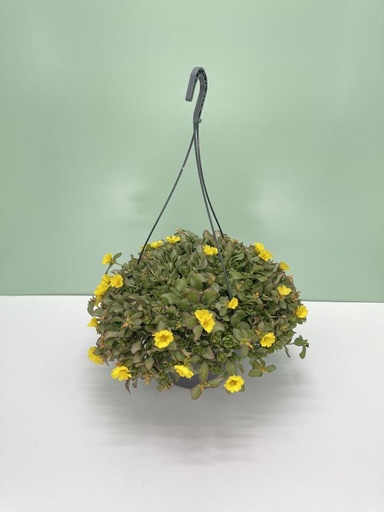 Portulaca basket altezza 45 cm
