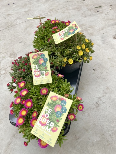 Delospermum altezza 35 cm