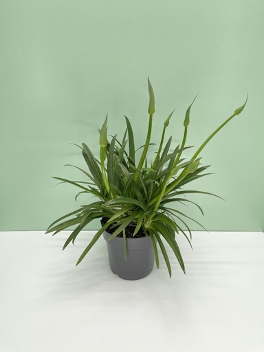 Agapanthus altezza 60 cm