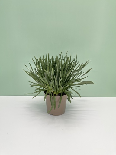 [GALL17] Allium altezza 40 cm