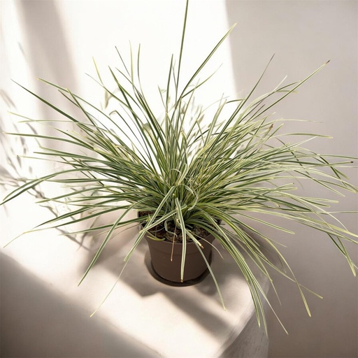 [GLOM21] Lomandra 'White Sands' altezza 55 cm