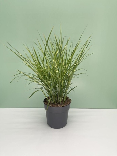 Miscanthus altezza 60 cm